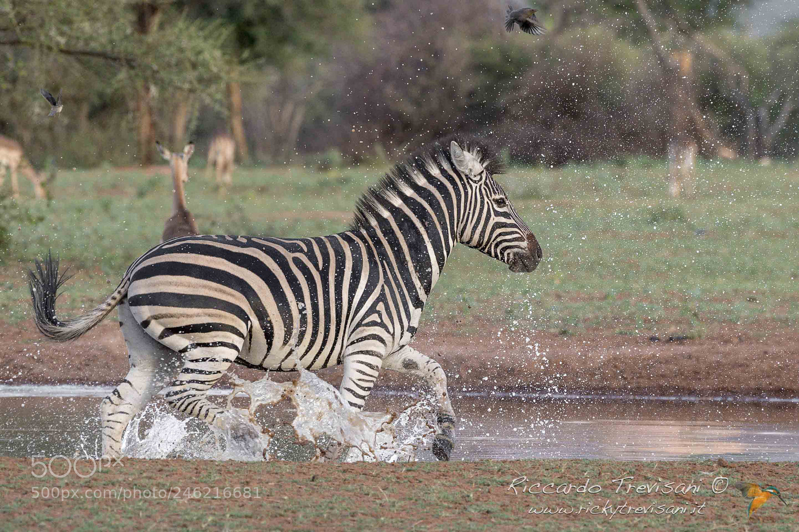 Nikon D4 sample photo. Sudafrica zebra schizzi febbraio photography