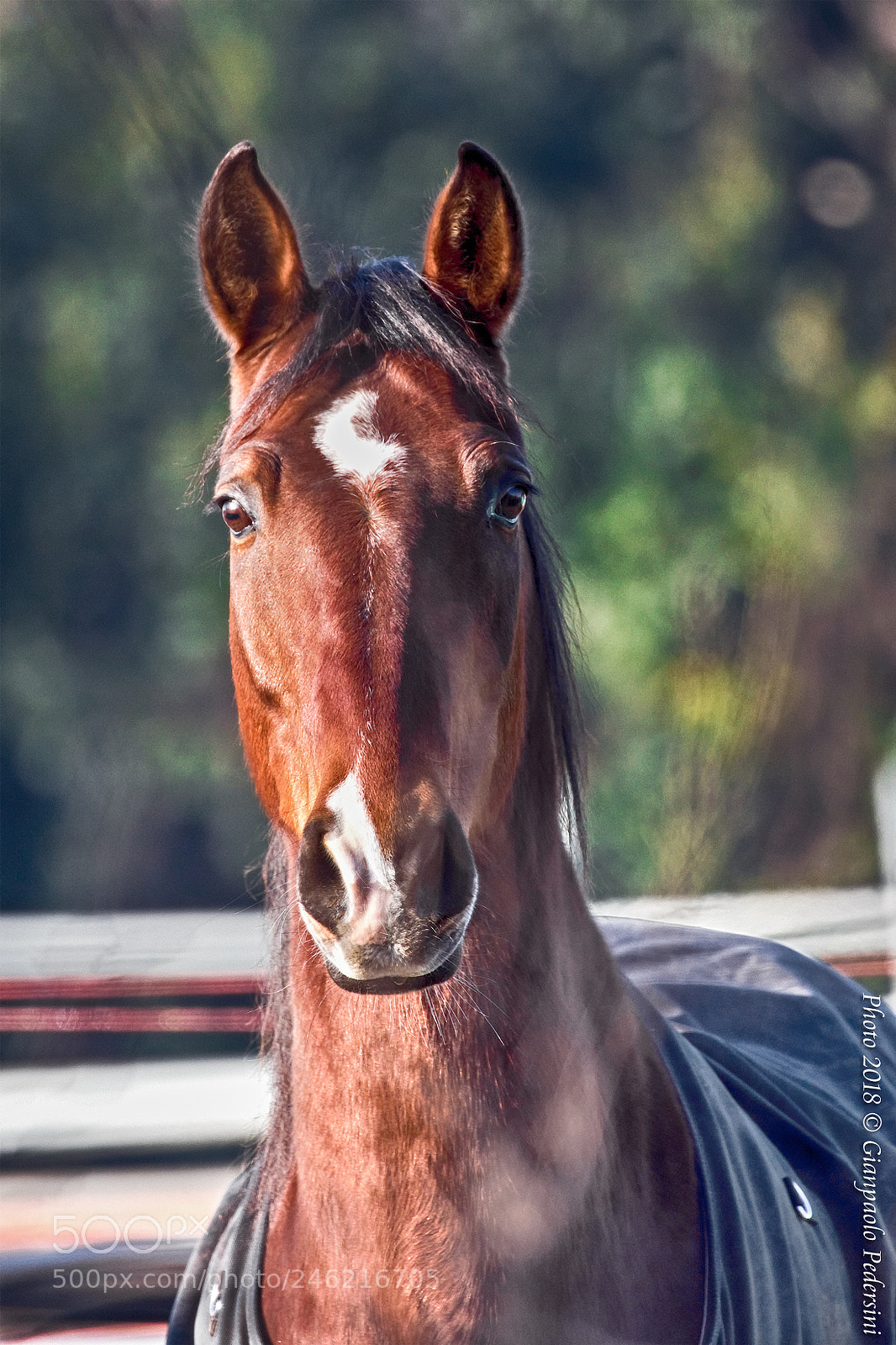 Canon EOS 7D Mark II sample photo. Portrait photography