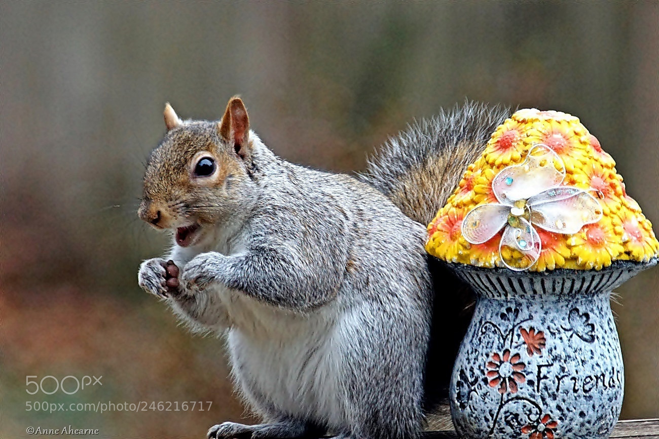 Sony ILCA-77M2 sample photo. Cheerful squirrel photography