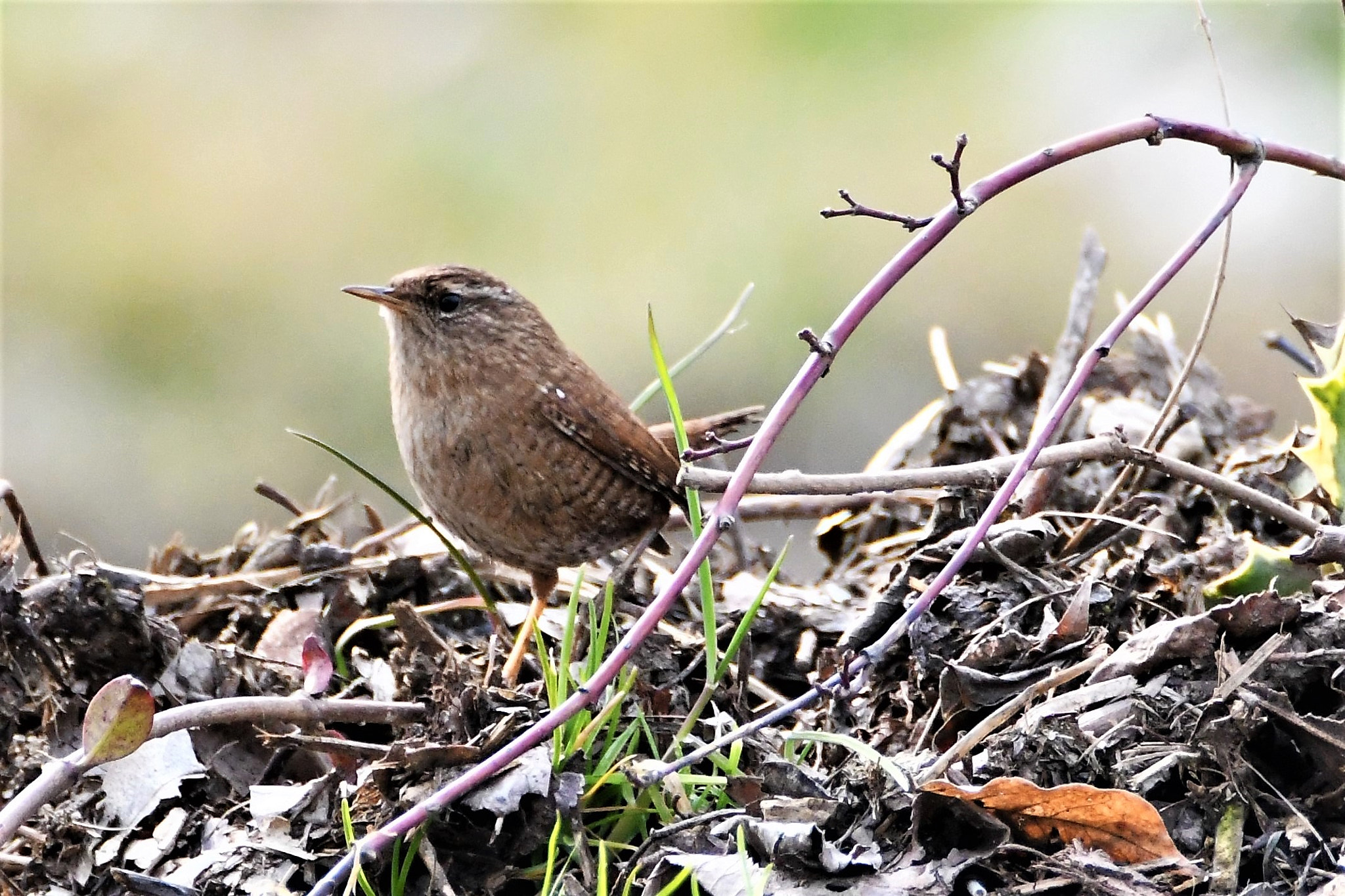 Nikon D7500 sample photo. Little bloody wren photography