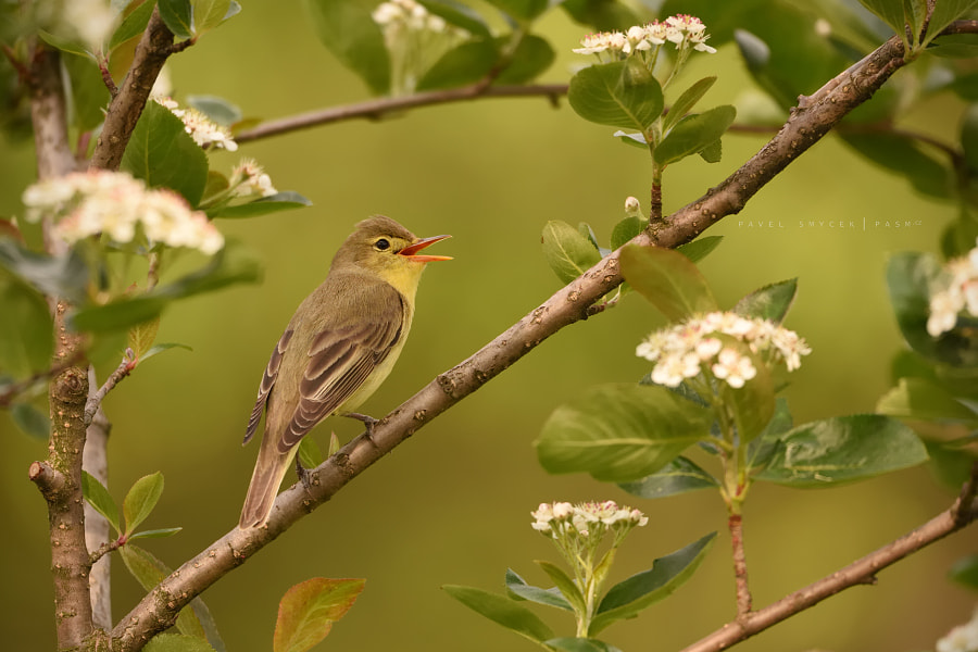 Sigma 150-600mm F5-6.3 DG OS HSM | S sample photo. Hippolais icterina photography