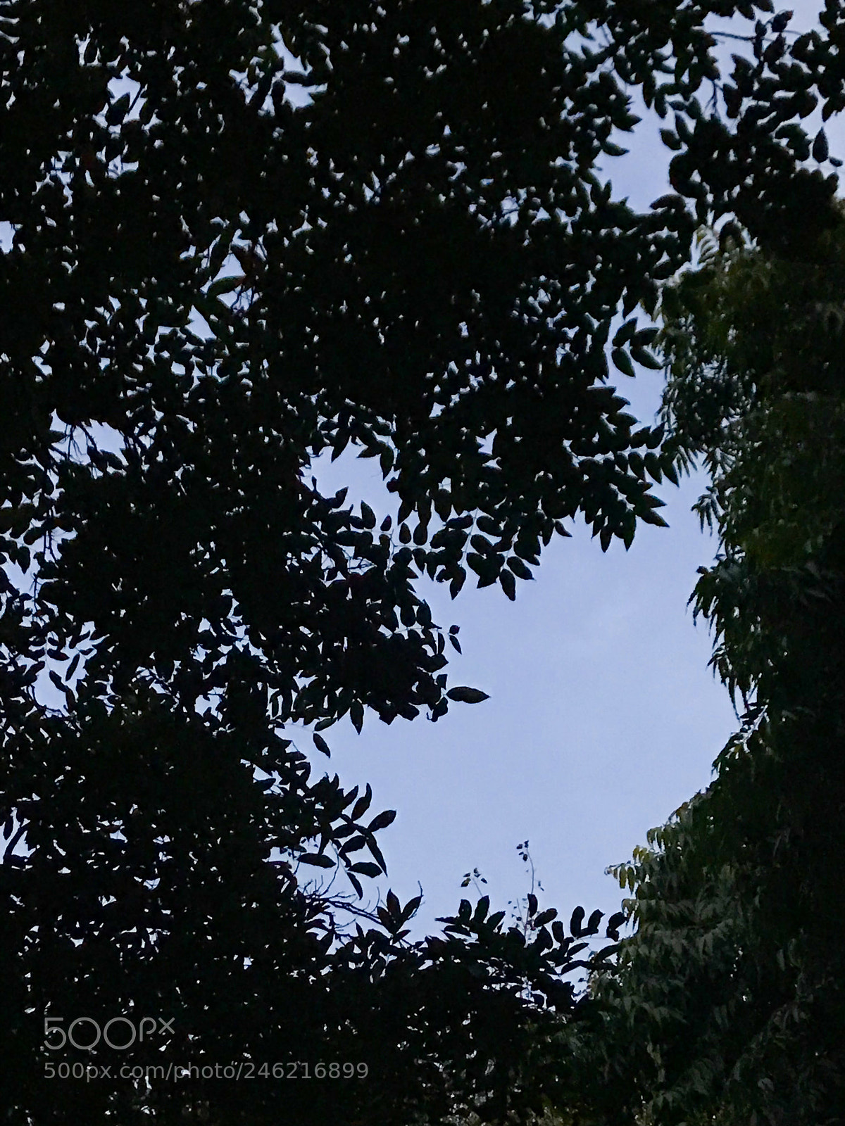 Apple iPhone 7 Plus sample photo. Untitled photography