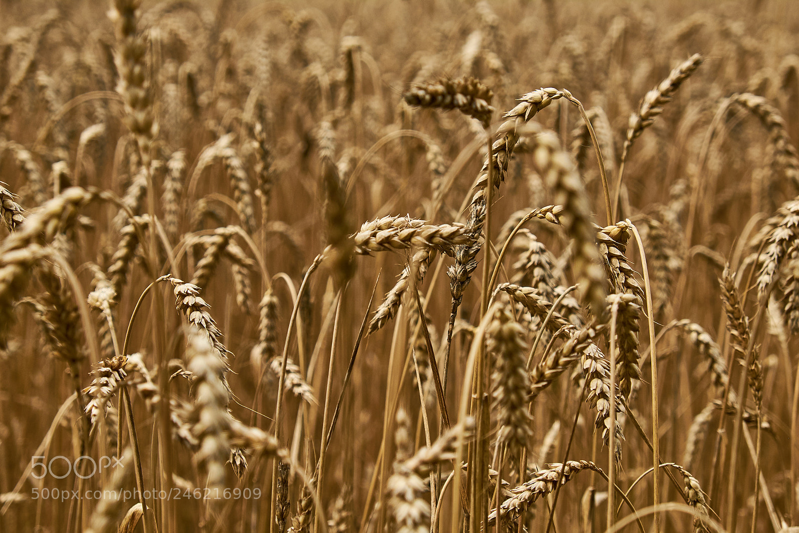 Fujifilm X-T10 sample photo. Wheat photography