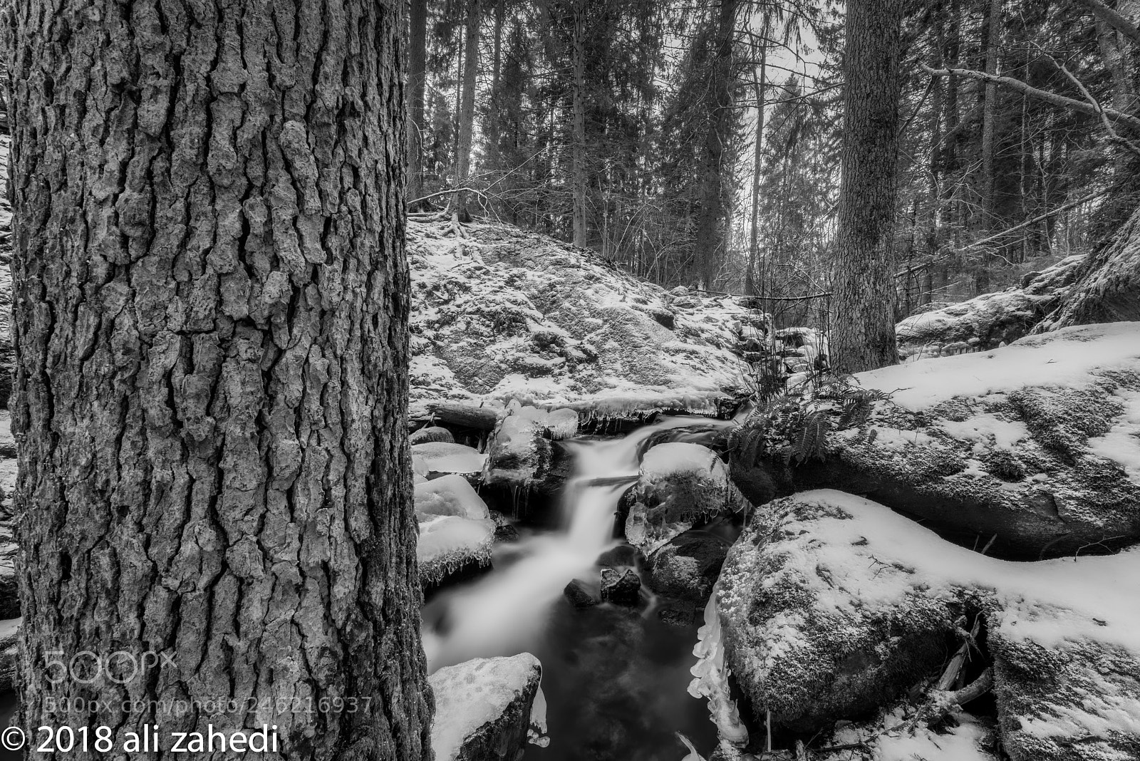 Nikon D810 sample photo. N: b& w photography