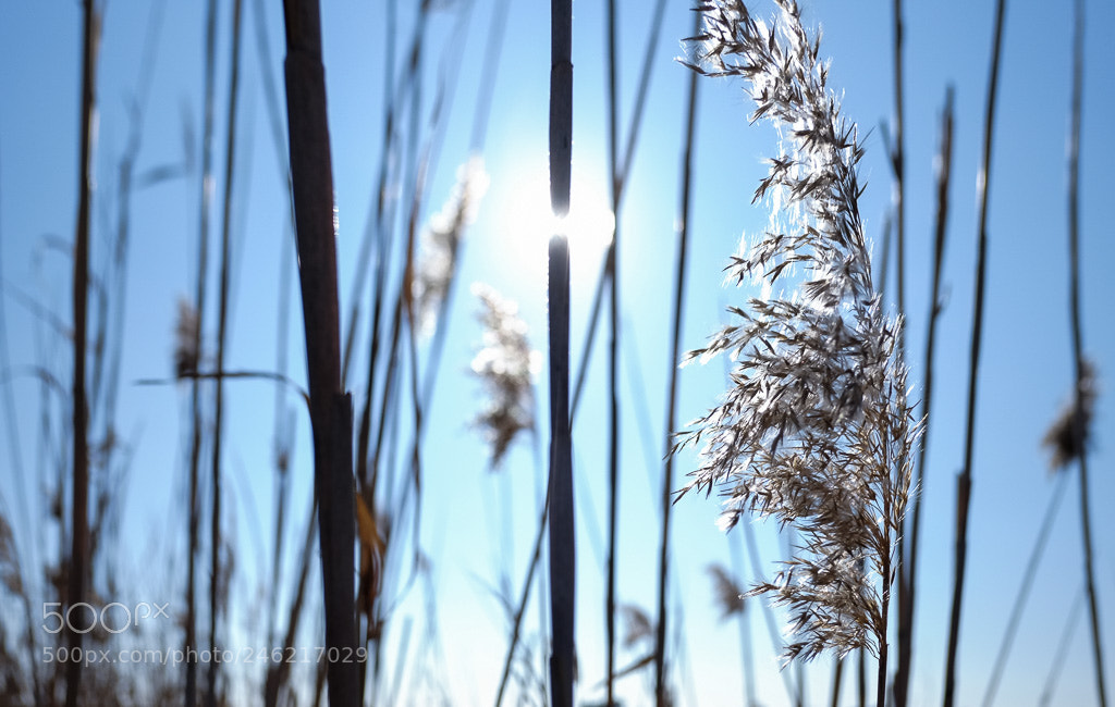 Fujifilm X-T10 sample photo. Untitled photography