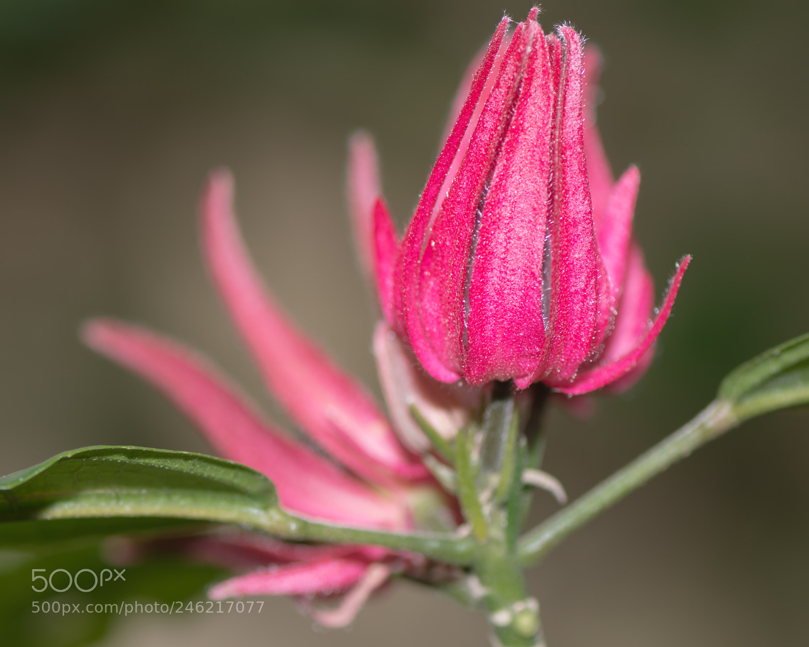 Nikon D7100 sample photo. Early spring flower photography