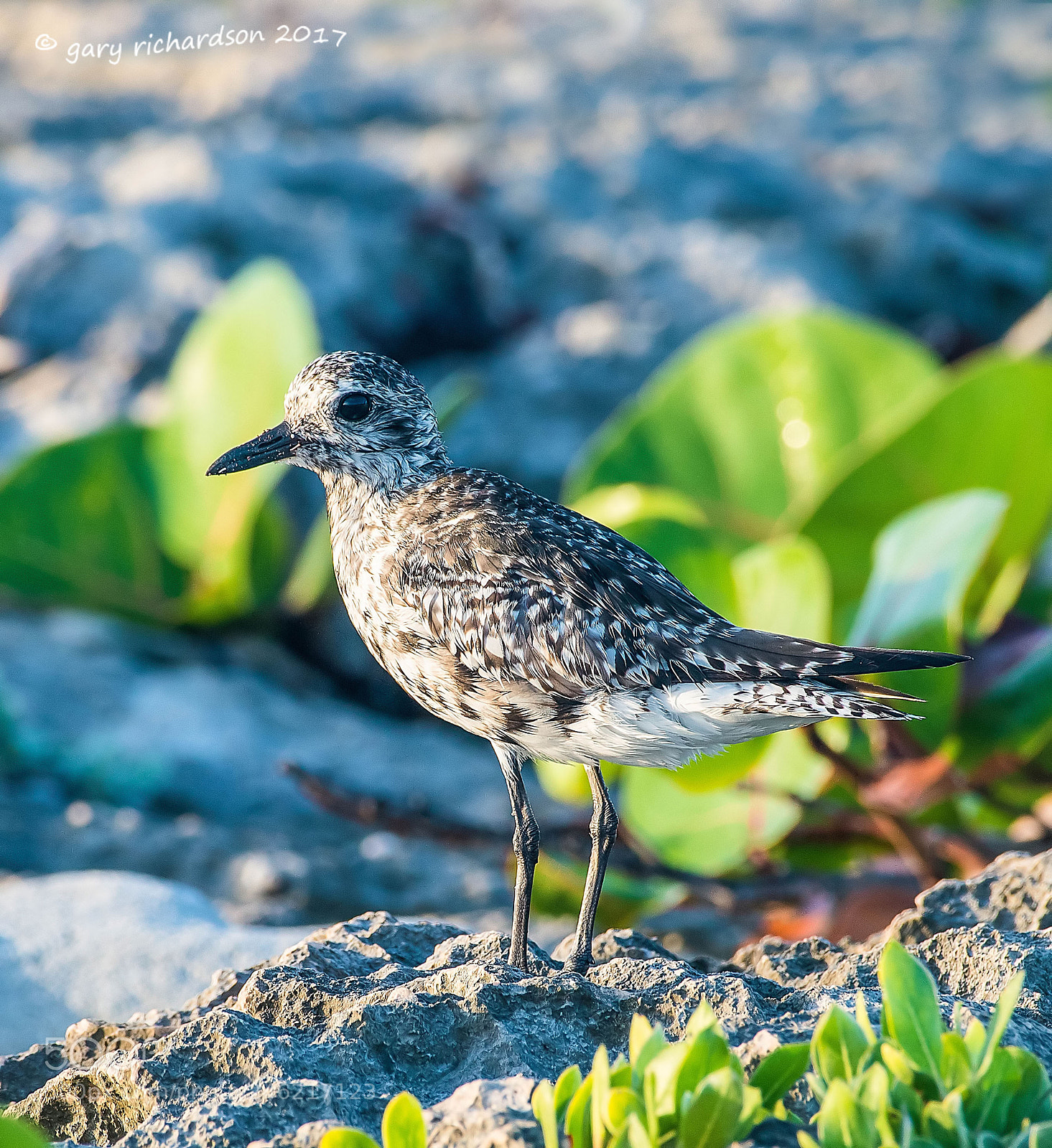 Nikon D500 sample photo. Black bellied plover mexico photography