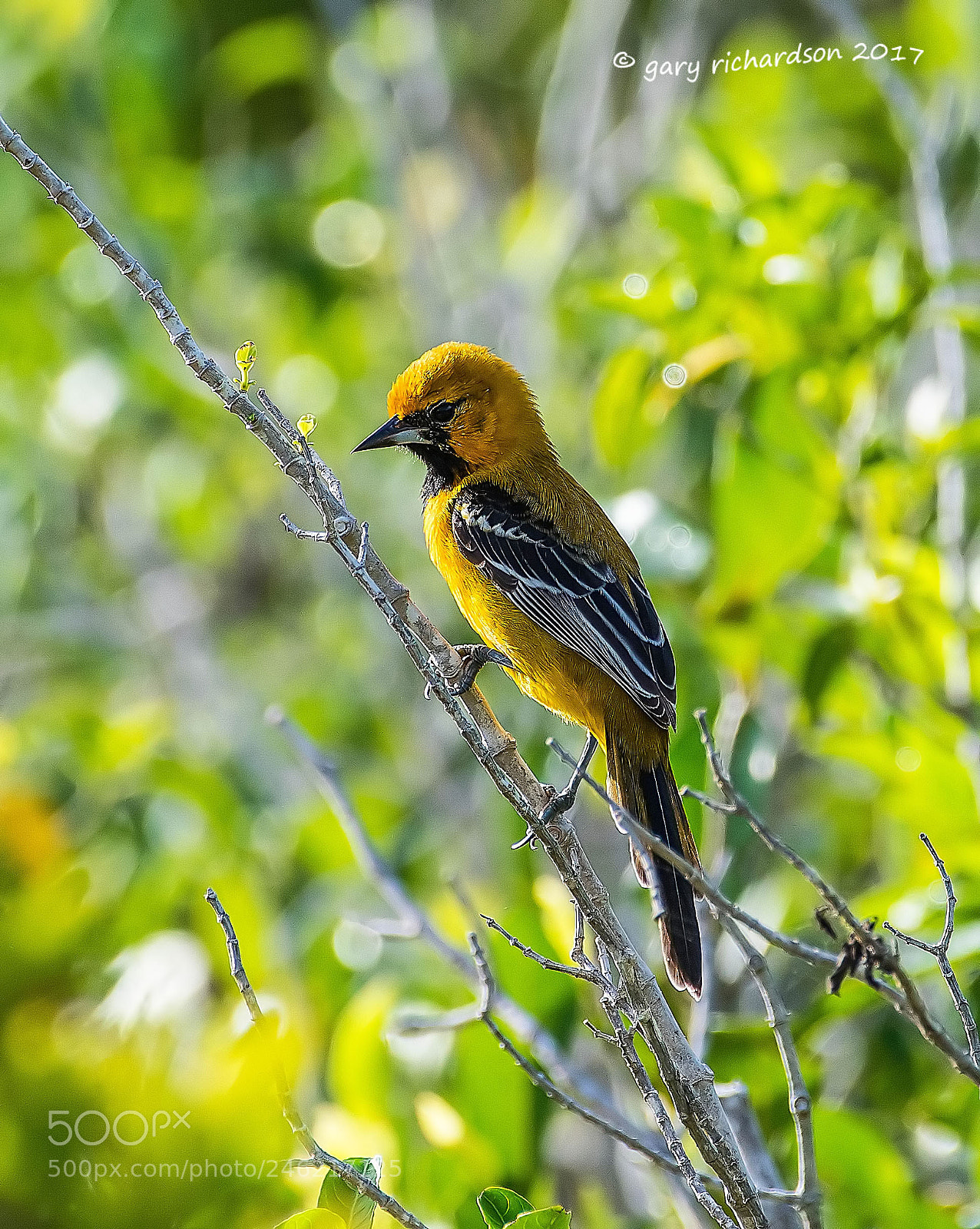 Nikon D500 sample photo. Altamira oriole mexico photography