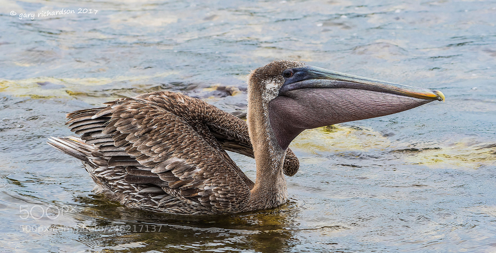 Nikon D500 sample photo. Brown pelican mexico photography