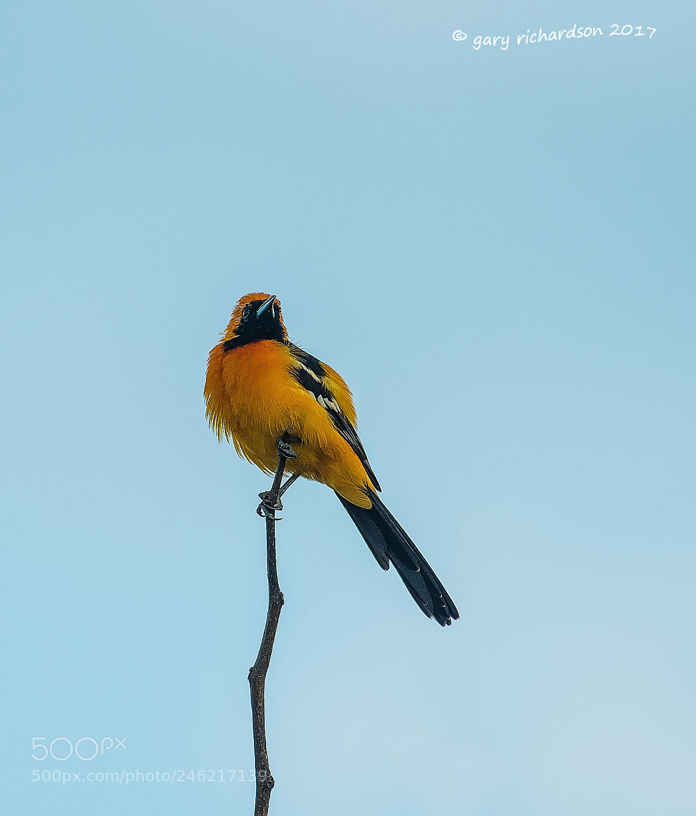 Nikon D500 sample photo. Hooded oriole mexico () photography