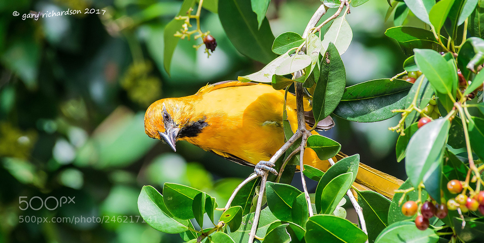 Nikon D500 sample photo. Hooded oriole mexico () photography