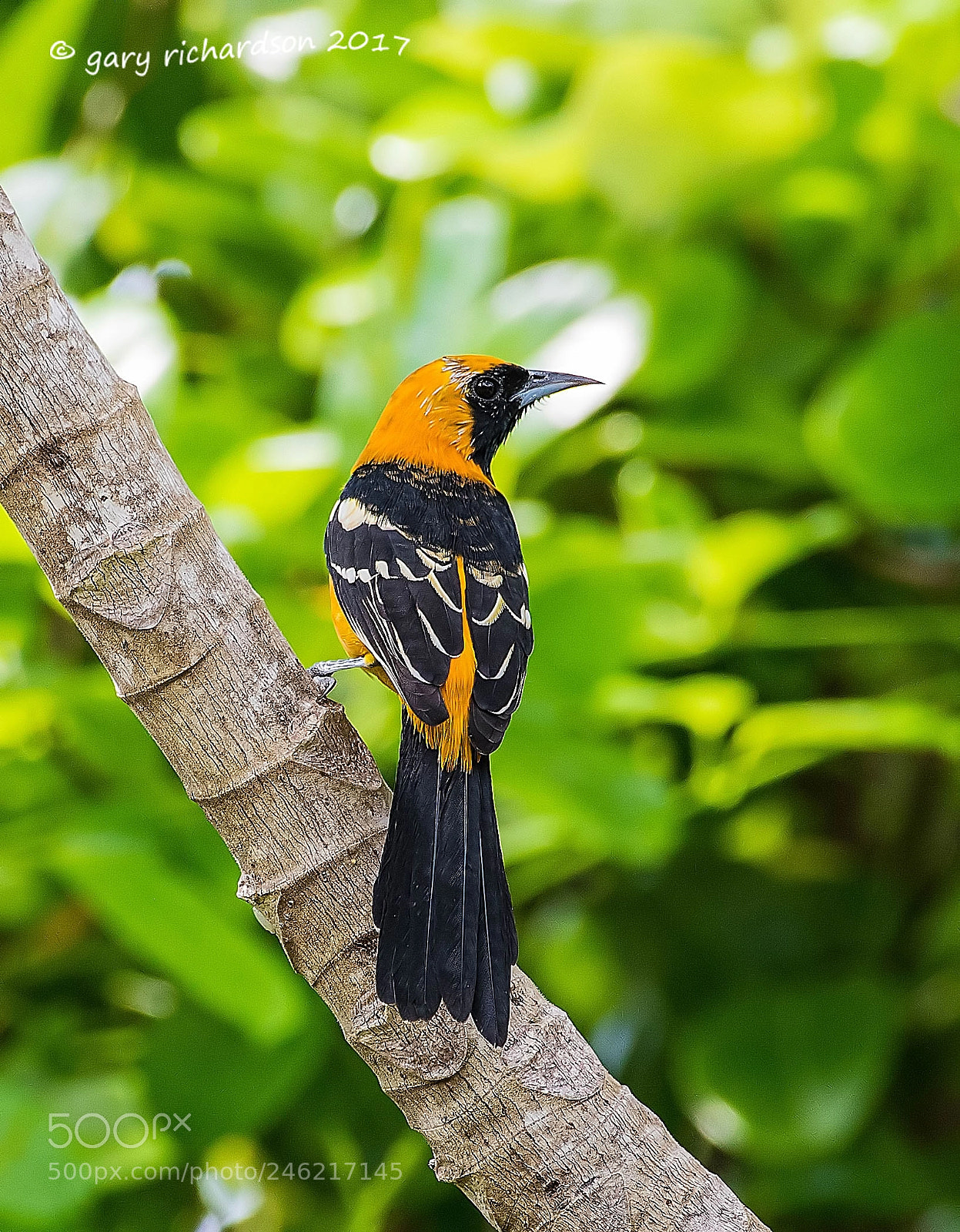Nikon D500 sample photo. Hooded oriole mexico () photography