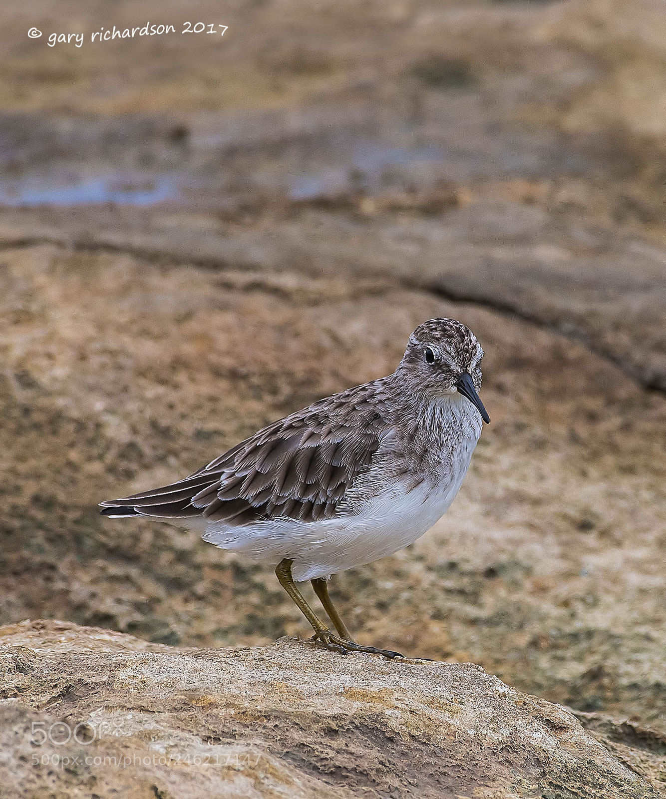Nikon D500 sample photo. Least sandpiper mexico () photography