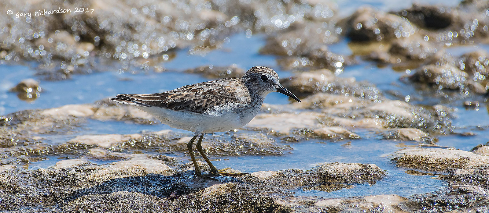 Nikon D500 sample photo. Least sandpiper mexico () photography