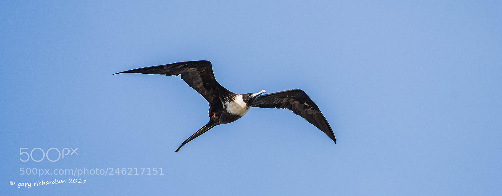 Nikon D500 sample photo. Magnificent frigate bird mexico photography