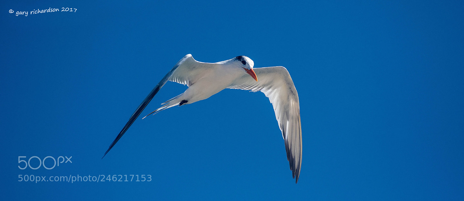 Nikon D500 sample photo. Royal tern mexico photography