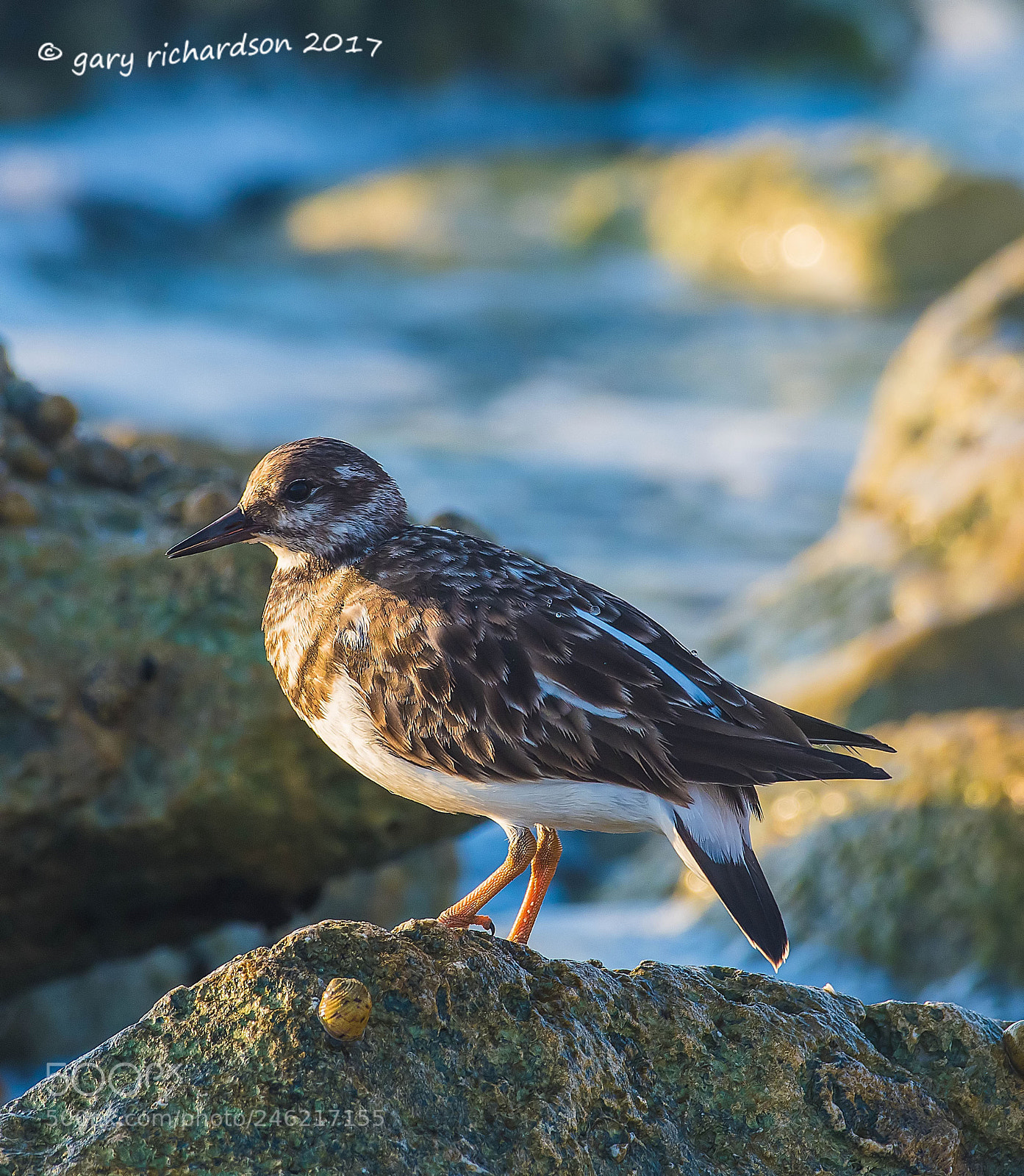 Nikon D500 sample photo. Ruddy turnstone mexico () photography