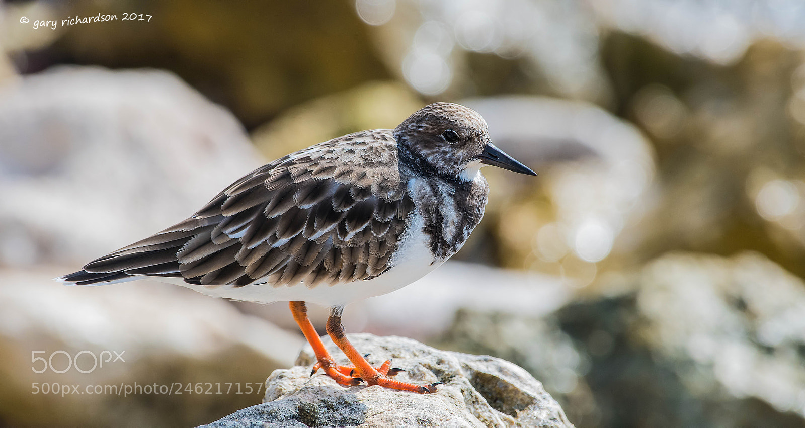 Nikon D500 sample photo. Ruddy turnstone mexico () photography