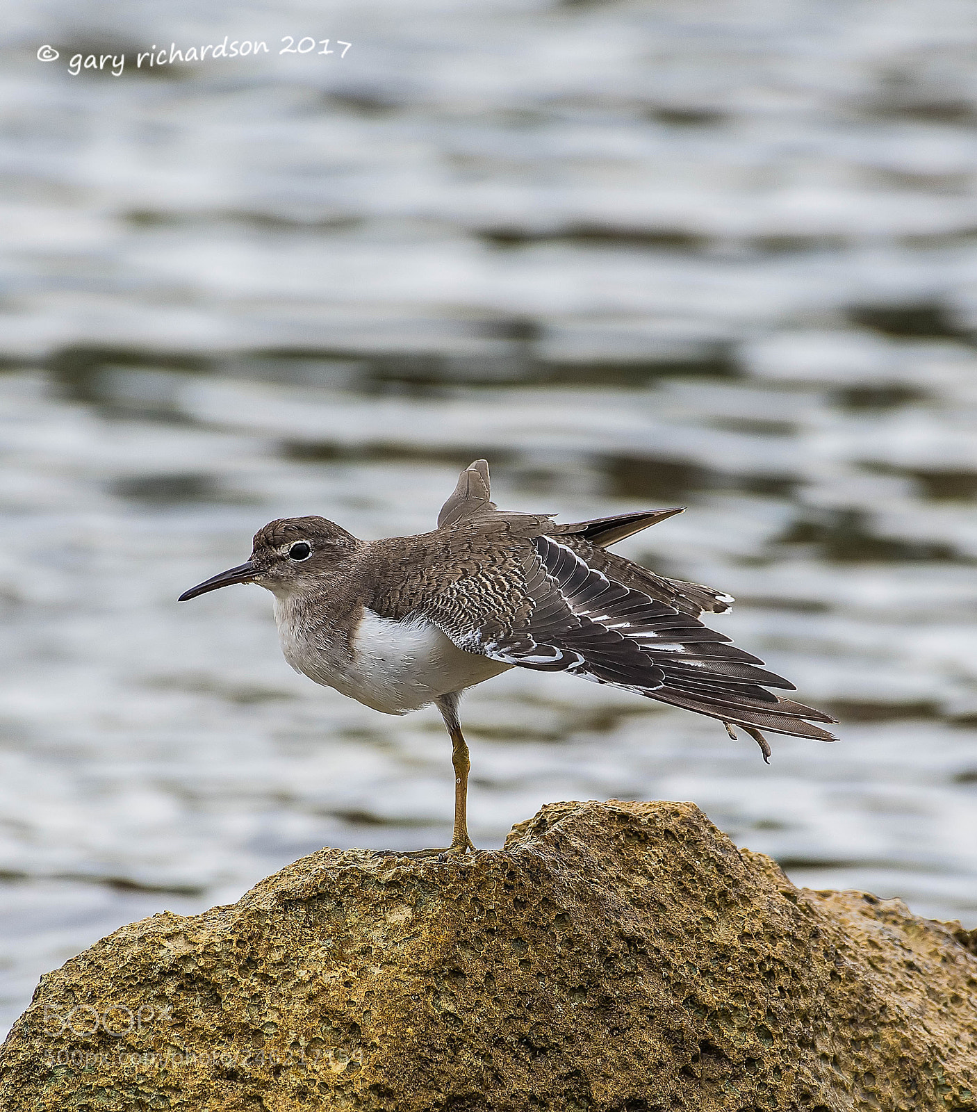 Nikon D500 sample photo. Spotted sandpiper mexico () photography