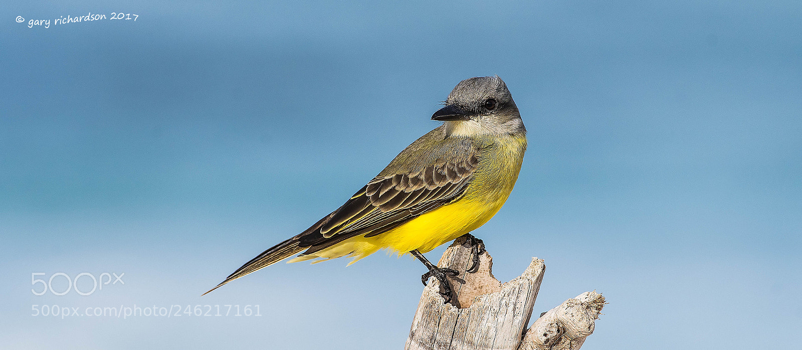 Nikon D500 sample photo. Tropical kingbird mexico () photography