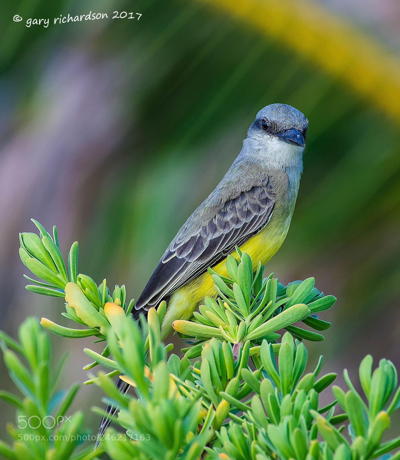 Nikon D500 sample photo. Tropical kingbird mexico () photography