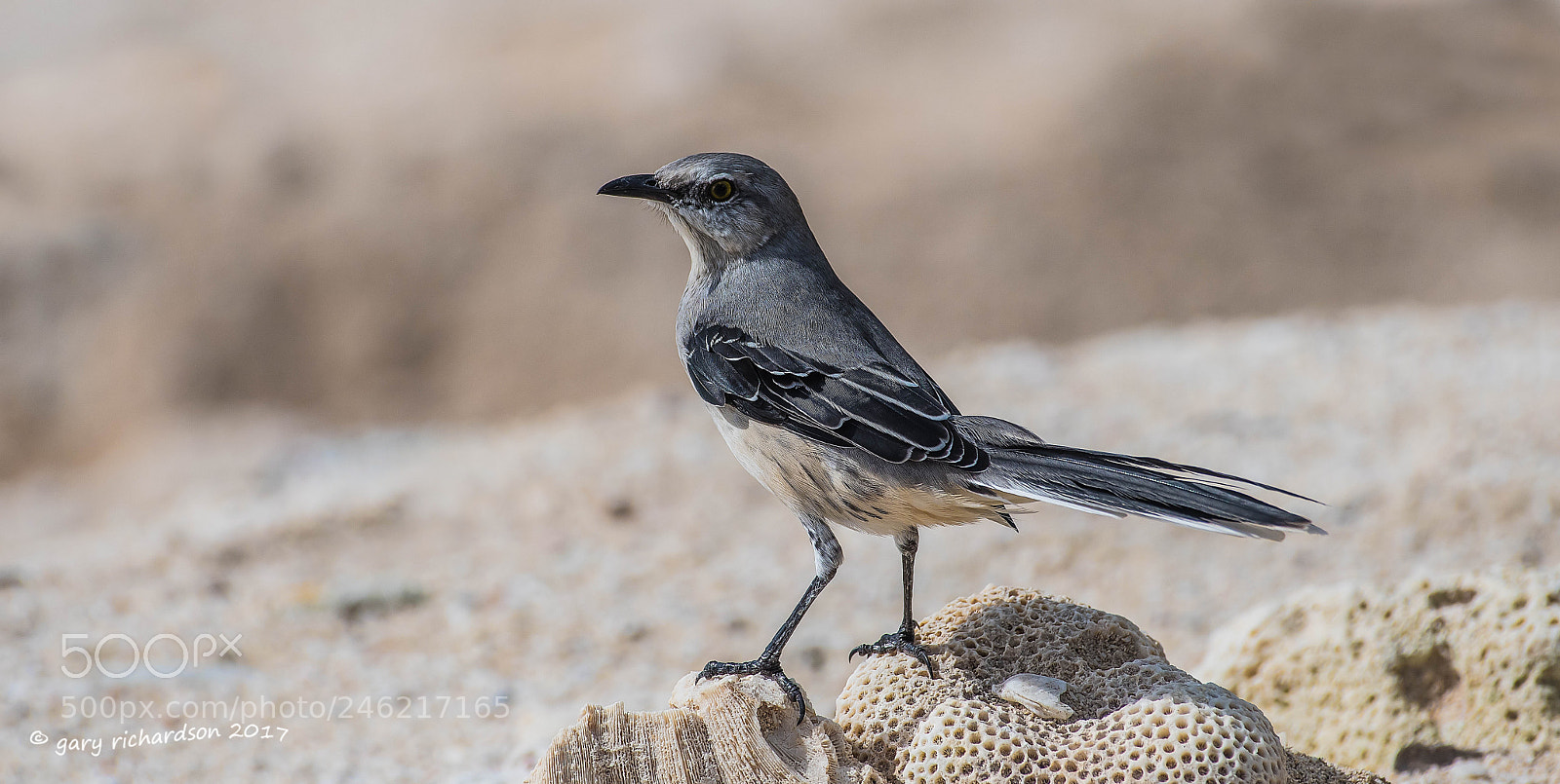 Nikon D500 sample photo. Tropical mockingbird mexico () photography