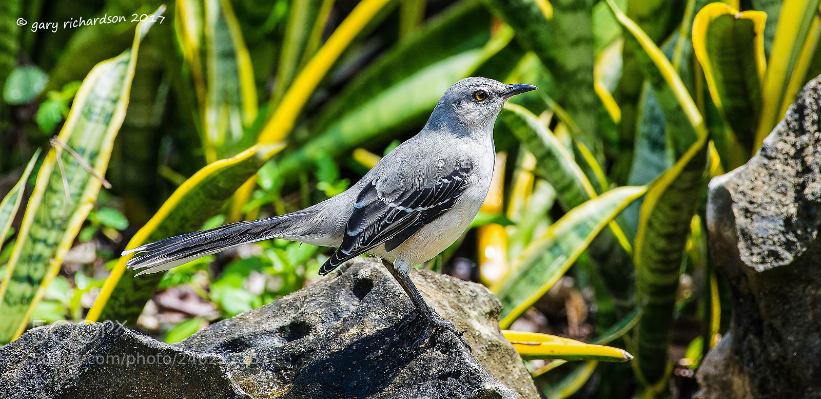 Nikon D500 sample photo. Tropical mockingbird mexico () photography