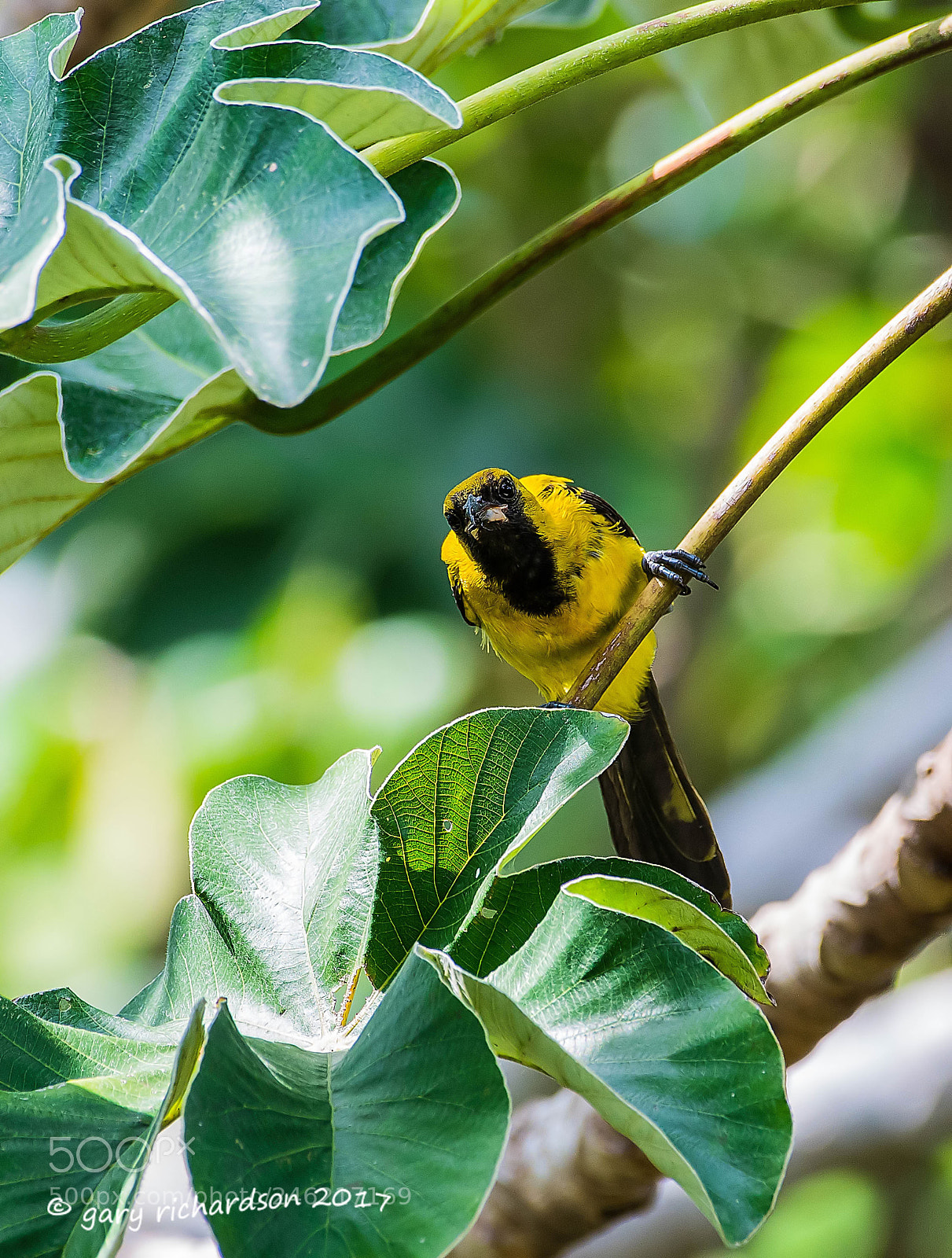 Nikon D500 sample photo. Yellow backed oriole mexico () photography
