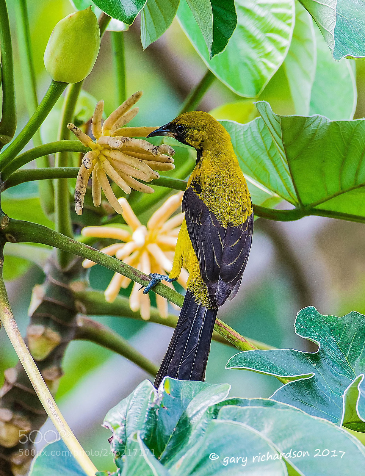 Nikon D500 sample photo. Yellow backed oriole mexico () photography