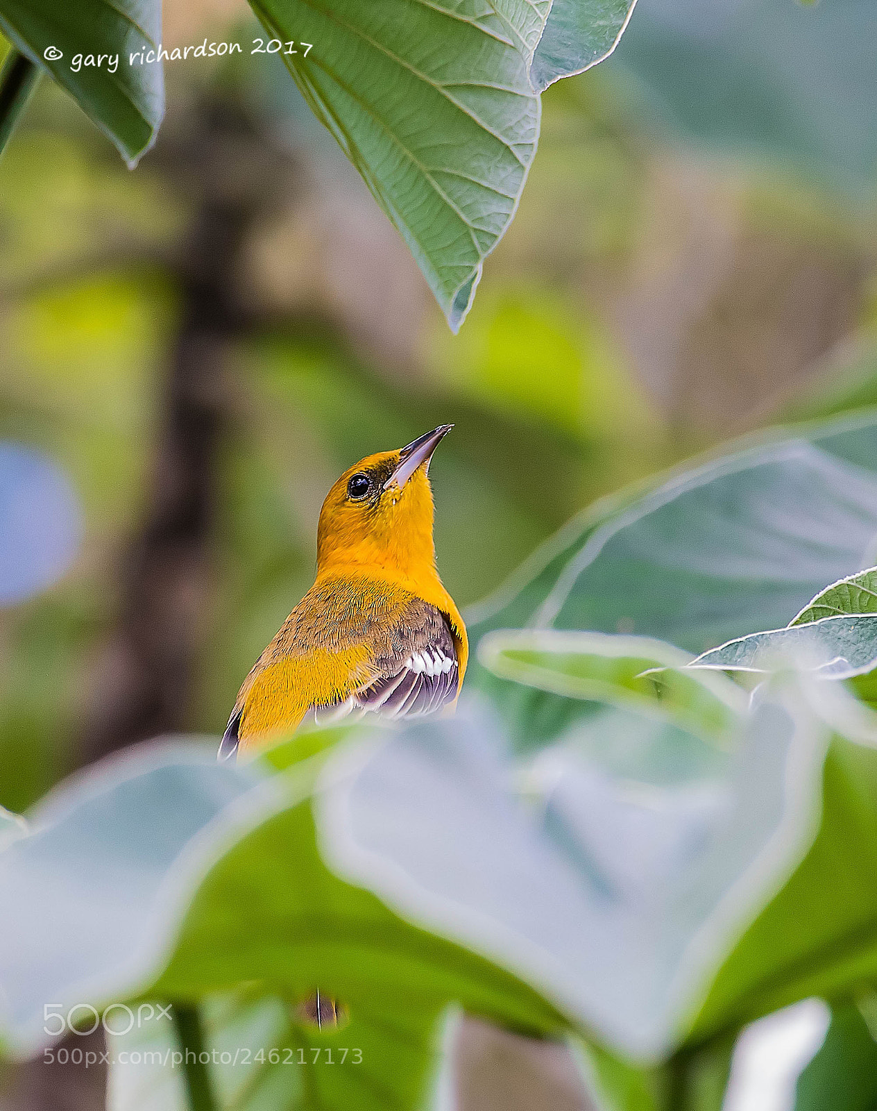 Nikon D500 sample photo. Yellow backed oriole mexico () photography