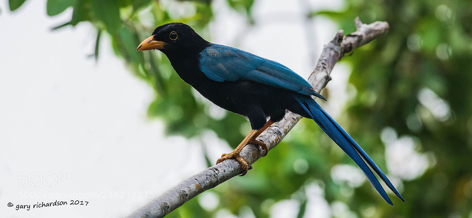 Nikon D500 sample photo. Yucatan jay mexico photography
