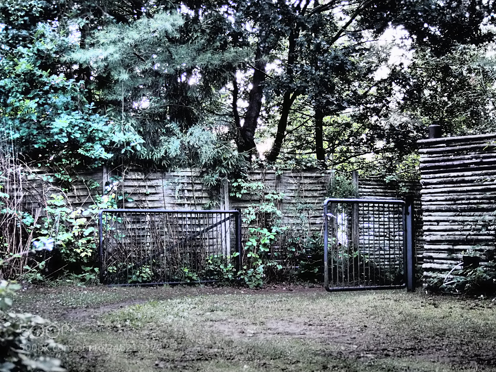 Olympus OM-D E-M10 sample photo. Garden path photography