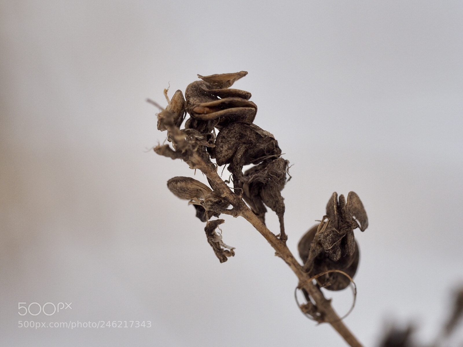 Olympus OM-D E-M10 II sample photo. Withered plant photography