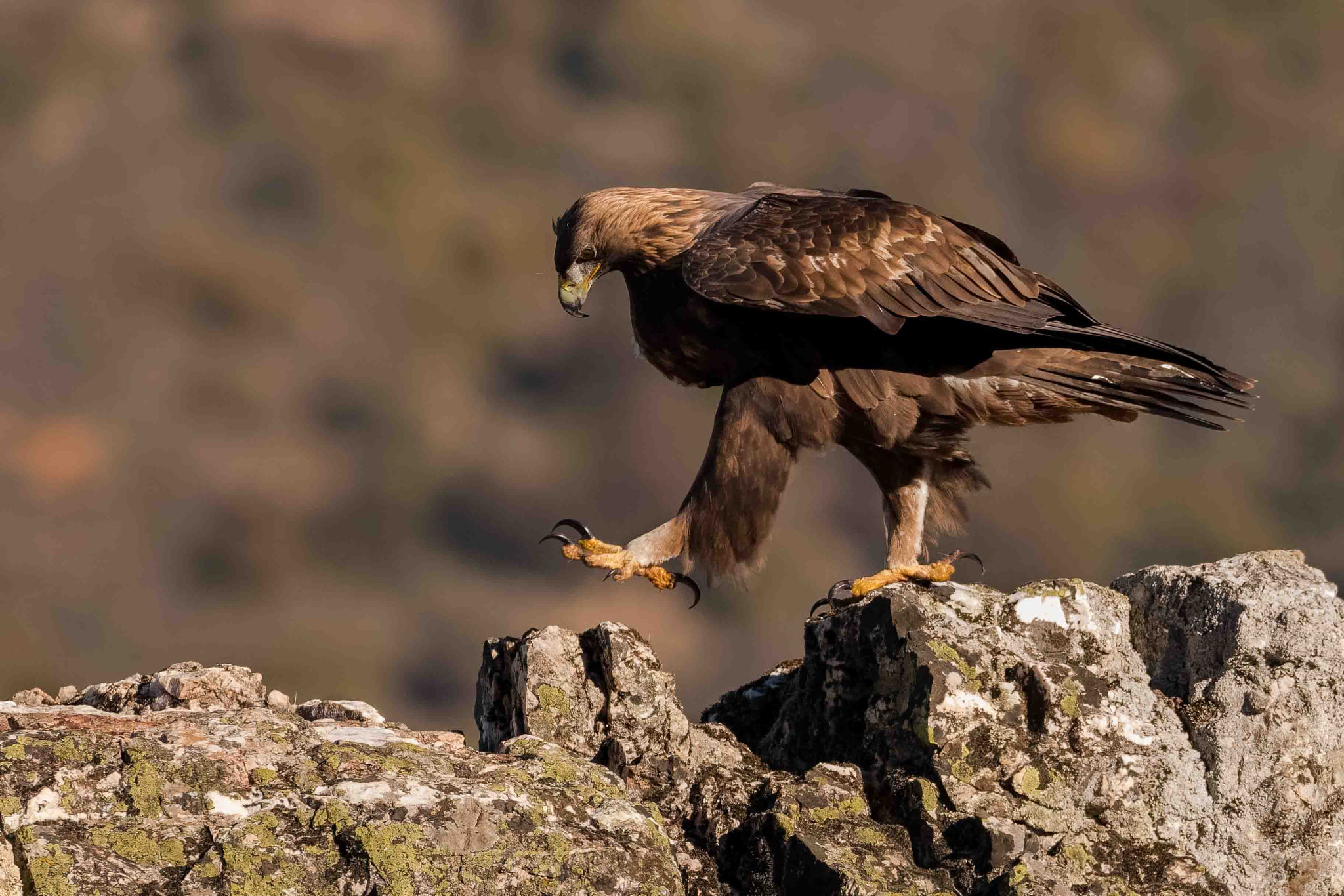 Nikon D850 + Sigma 150-600mm F5-6.3 DG OS HSM | S sample photo. Golden eagle photography