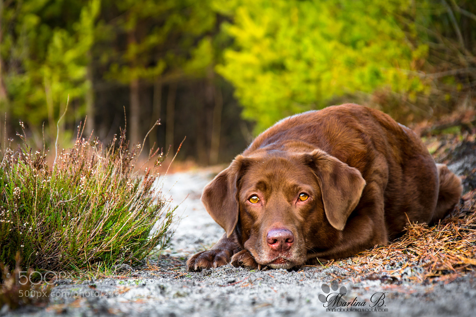 Nikon D5200 sample photo. – kopie photography