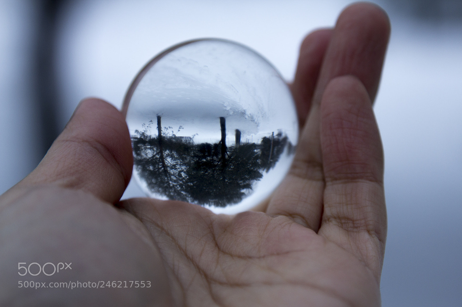 Canon EOS 60D sample photo. Trees refraction photography