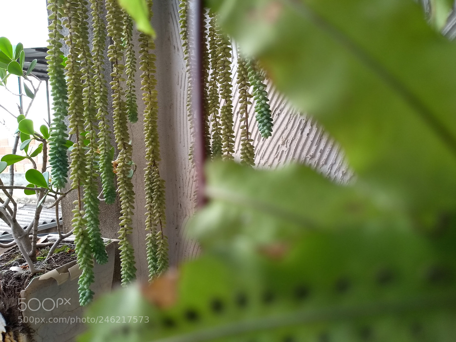 Motorola Moto G (5S) sample photo. Natureza photography