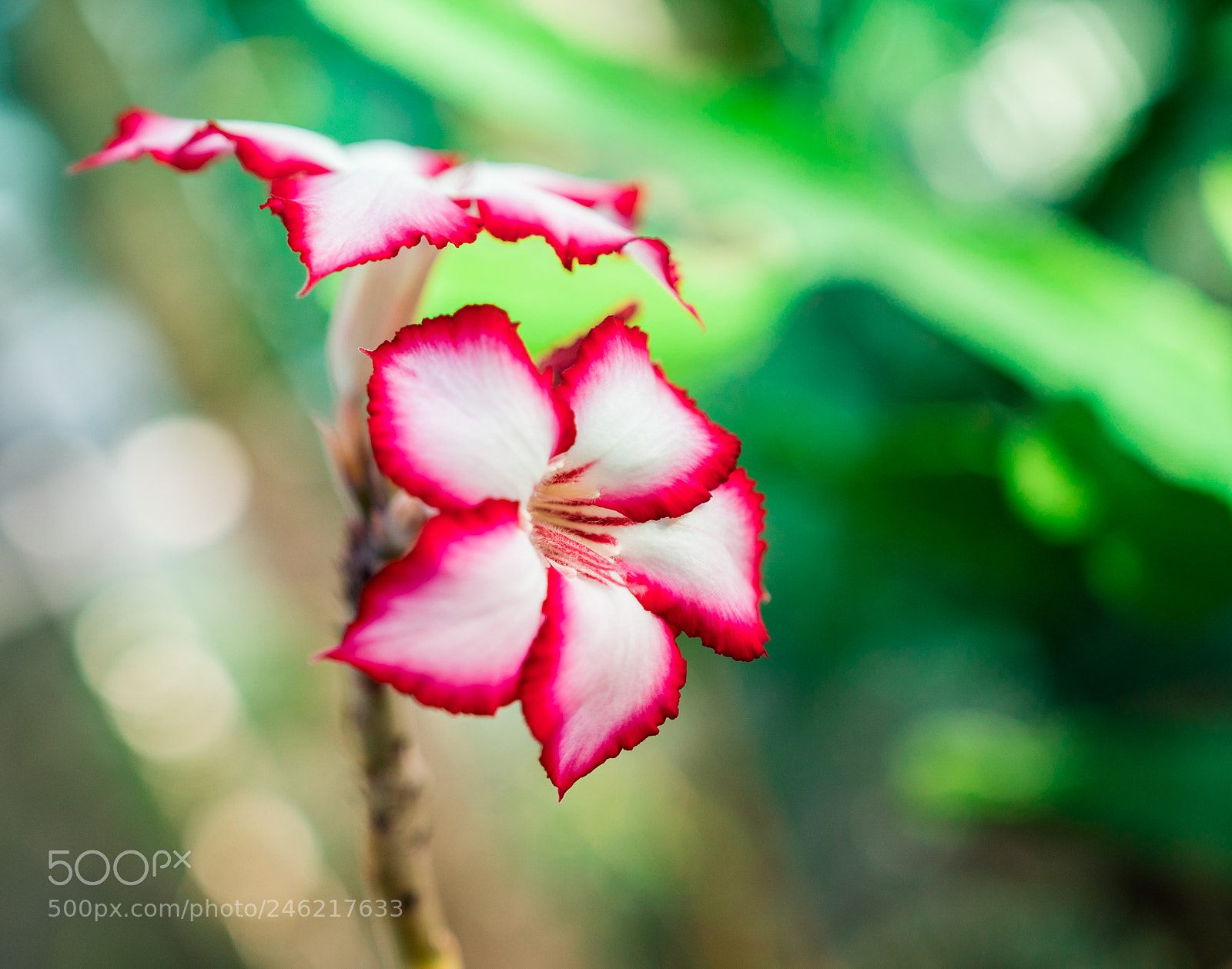 Sony a6300 sample photo. Desert roses photography