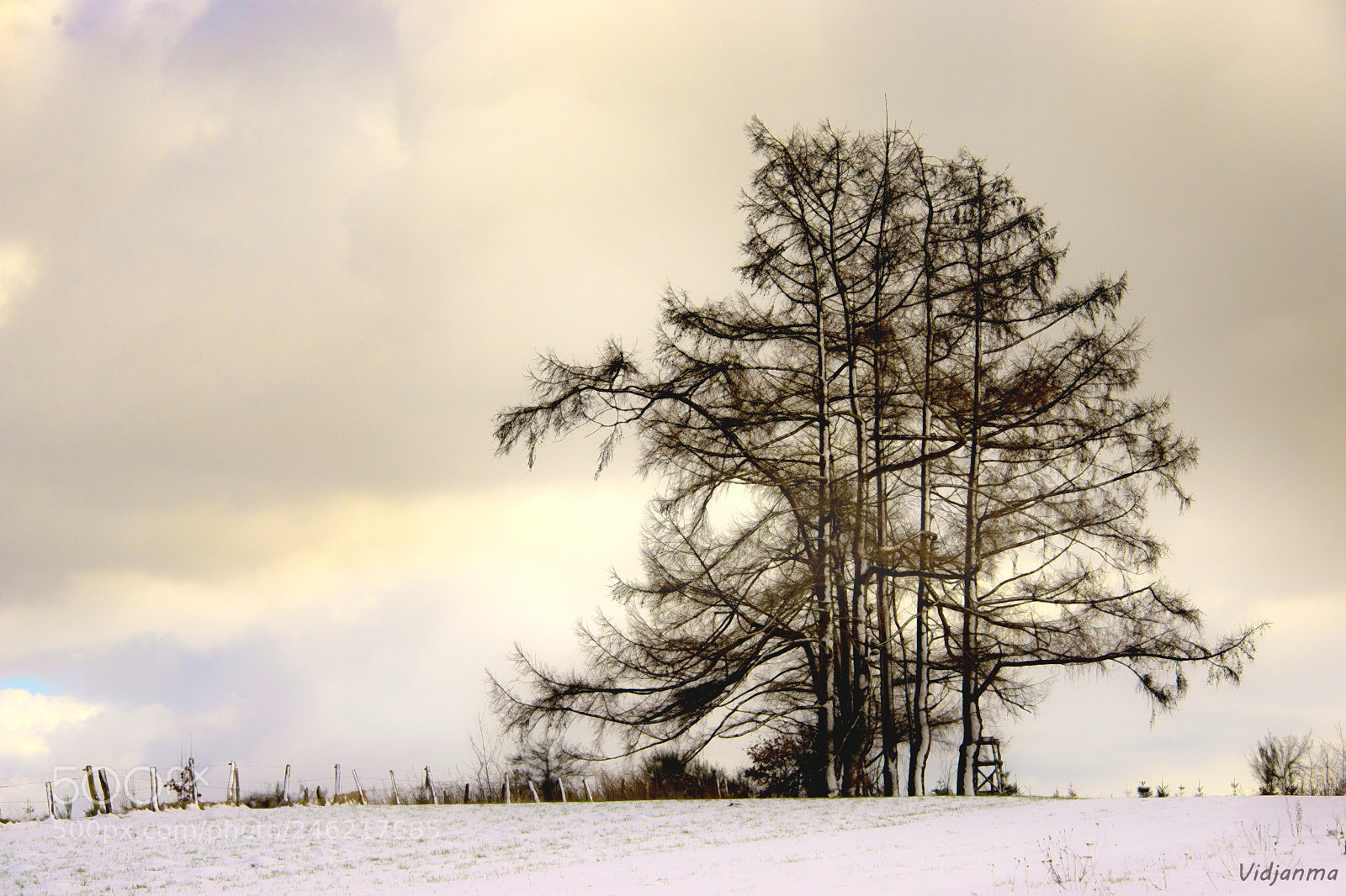 Nikon D610 sample photo. Watcher trees photography