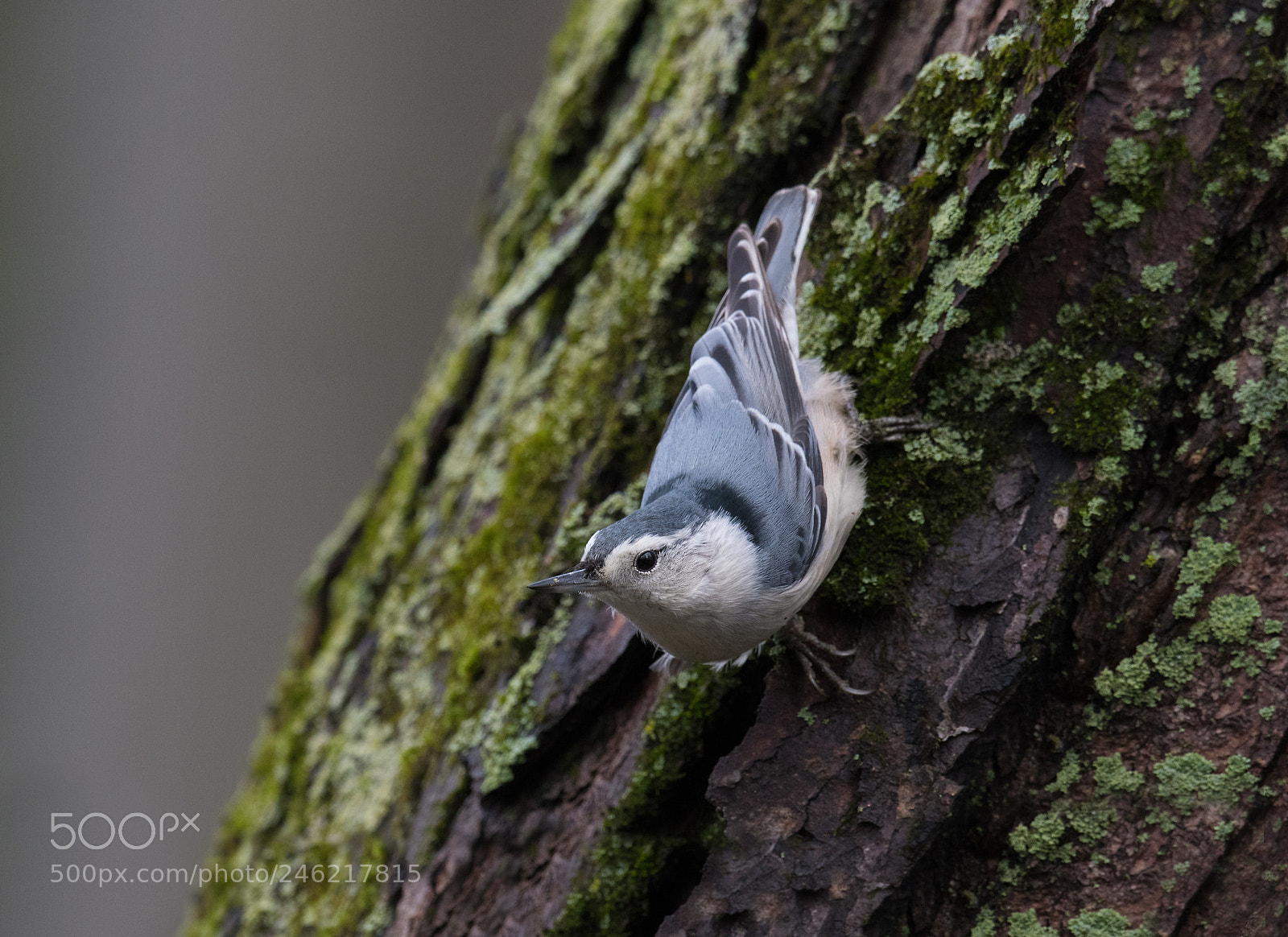 Nikon D500 sample photo. Sittelle a poitrine blanche photography