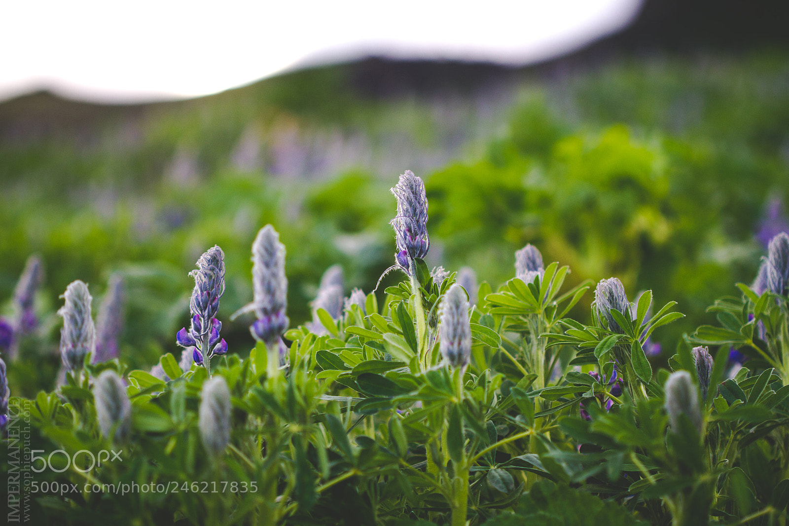 Canon EOS 7D sample photo. Purple and green photography