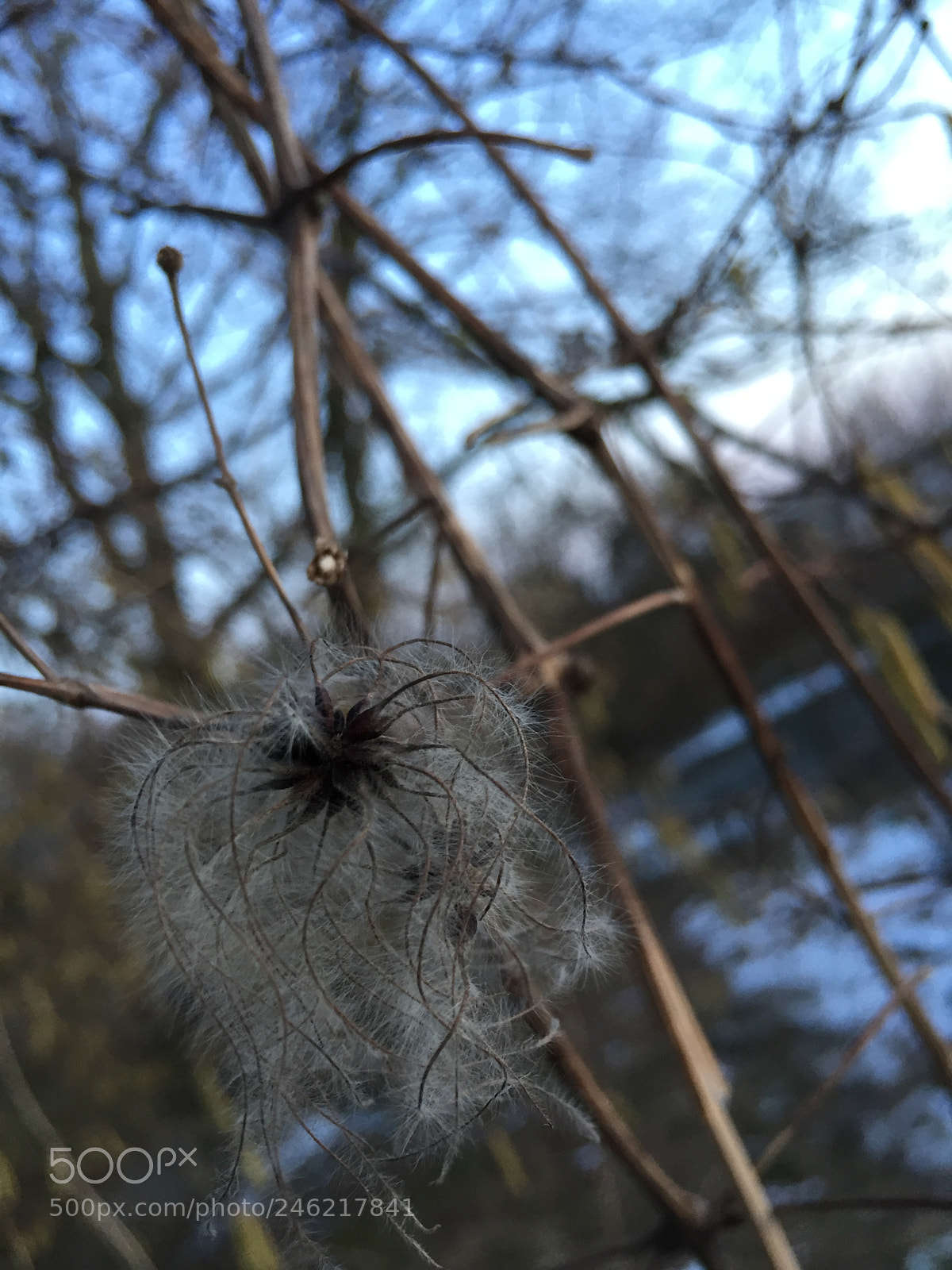 Apple iPhone 6 sample photo. Untitled photography