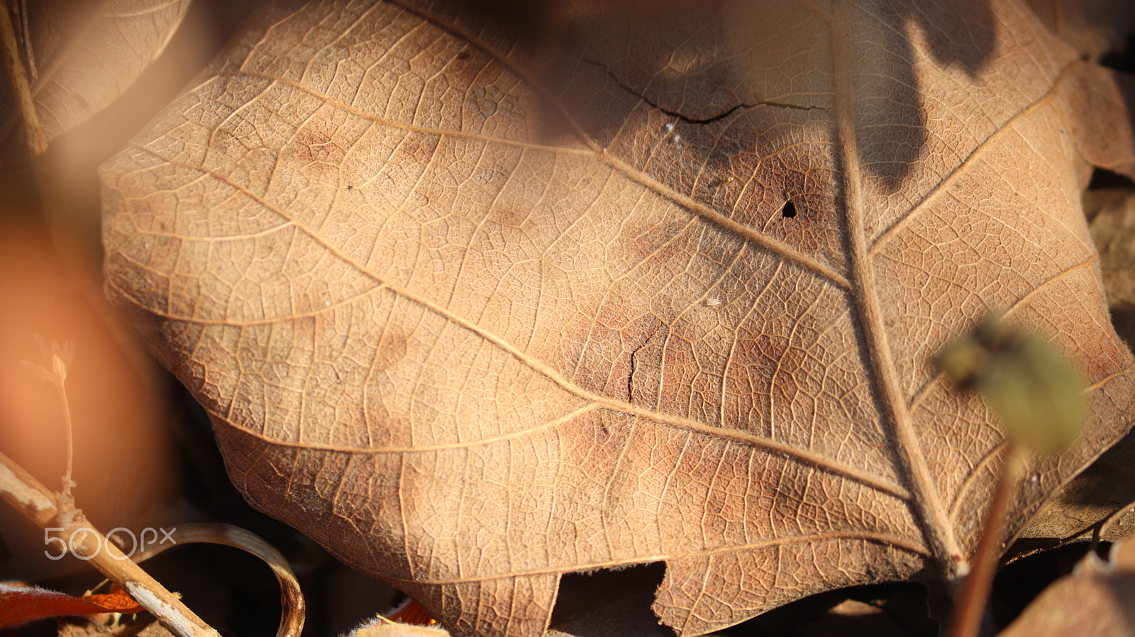 Canon EOS 800D (EOS Rebel T7i / EOS Kiss X9i) sample photo. Dried leaf fallen from branch photography