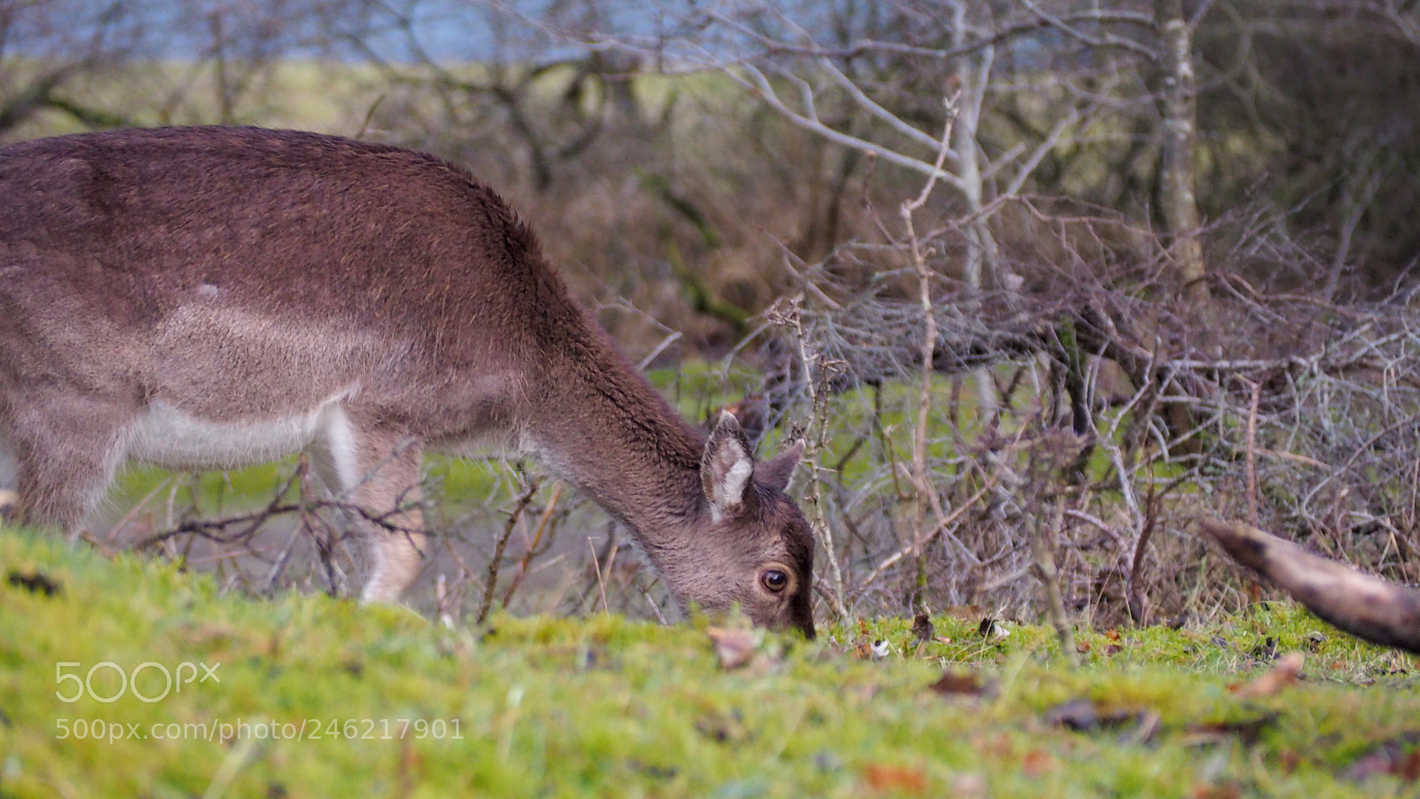 Olympus OM-D E-M10 II sample photo. Grazing deer photography
