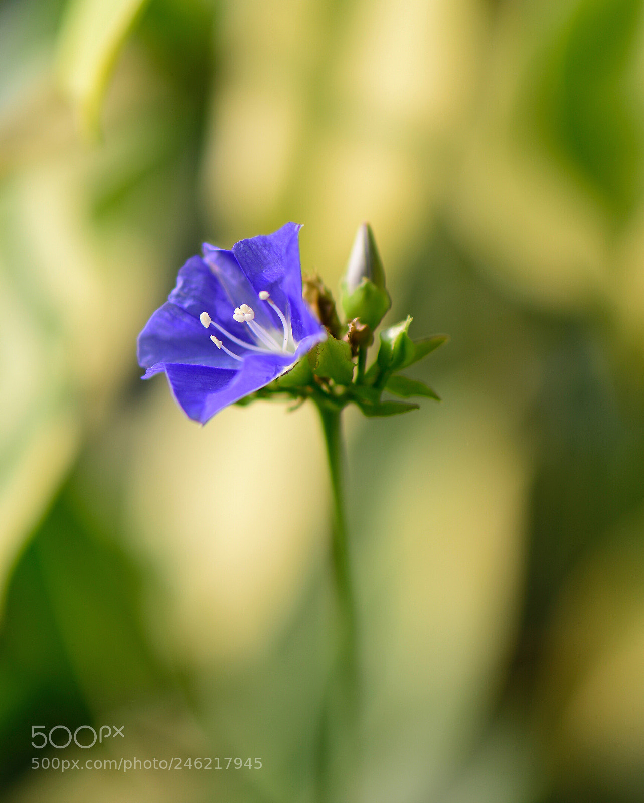 Nikon D850 sample photo. Untitled photography