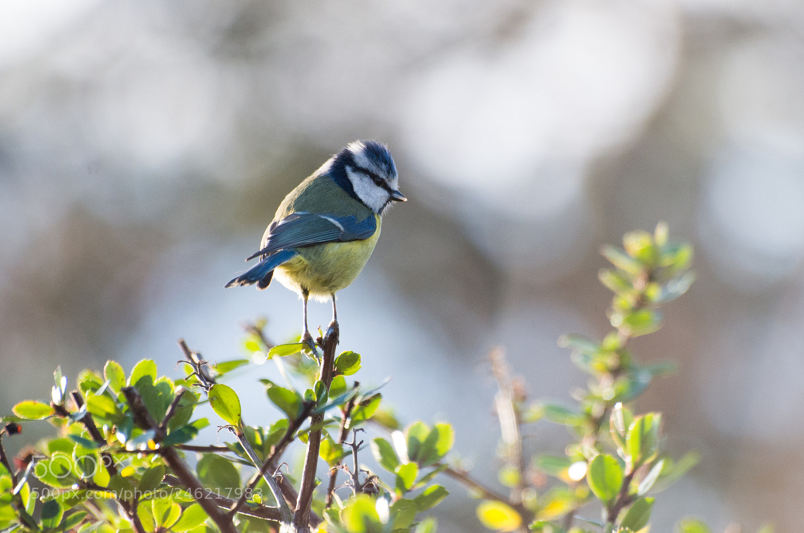 Pentax K-30 sample photo. A small tit photography