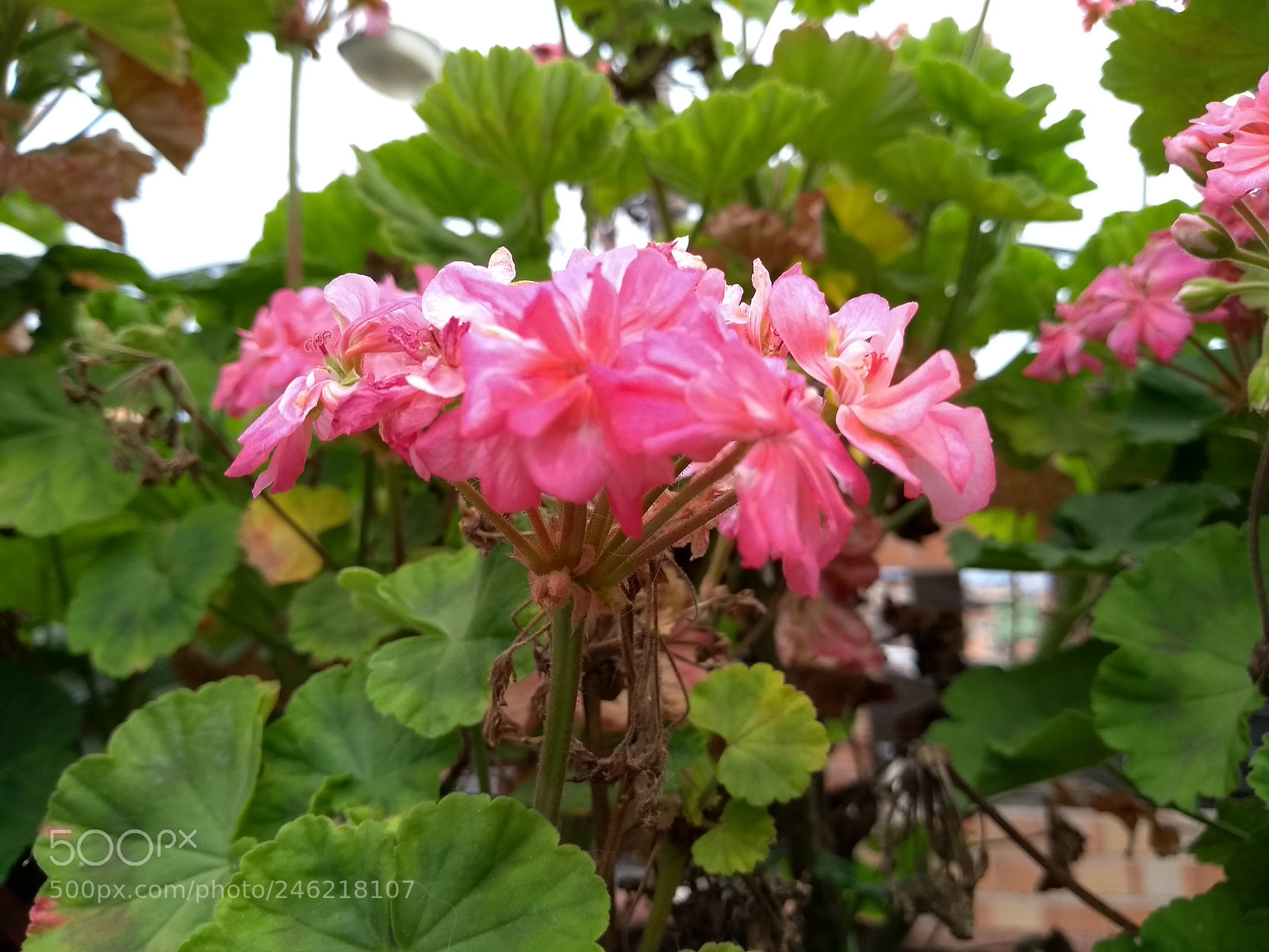 Motorola Moto G (5S) sample photo. Flores photography