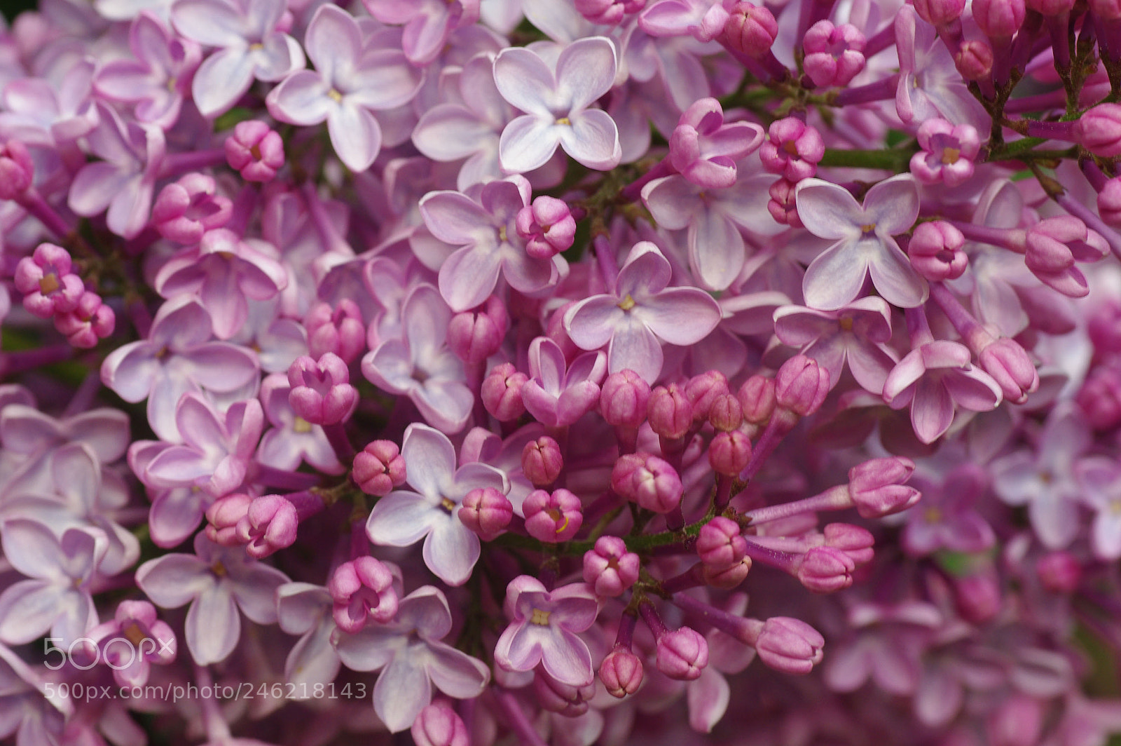 Pentax K200D sample photo. Lilac photography