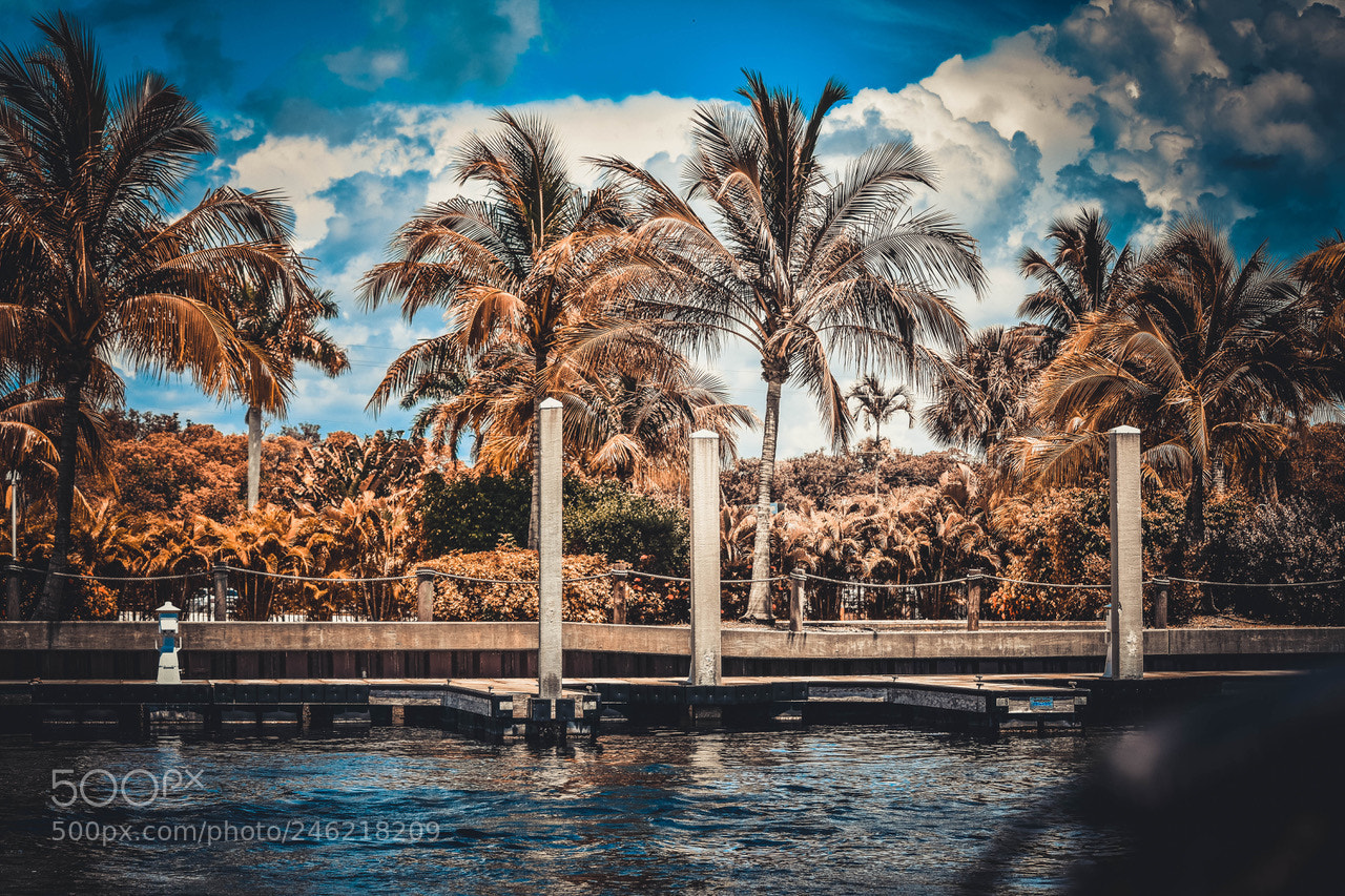 Nikon D7200 sample photo. Need a palm tree photography