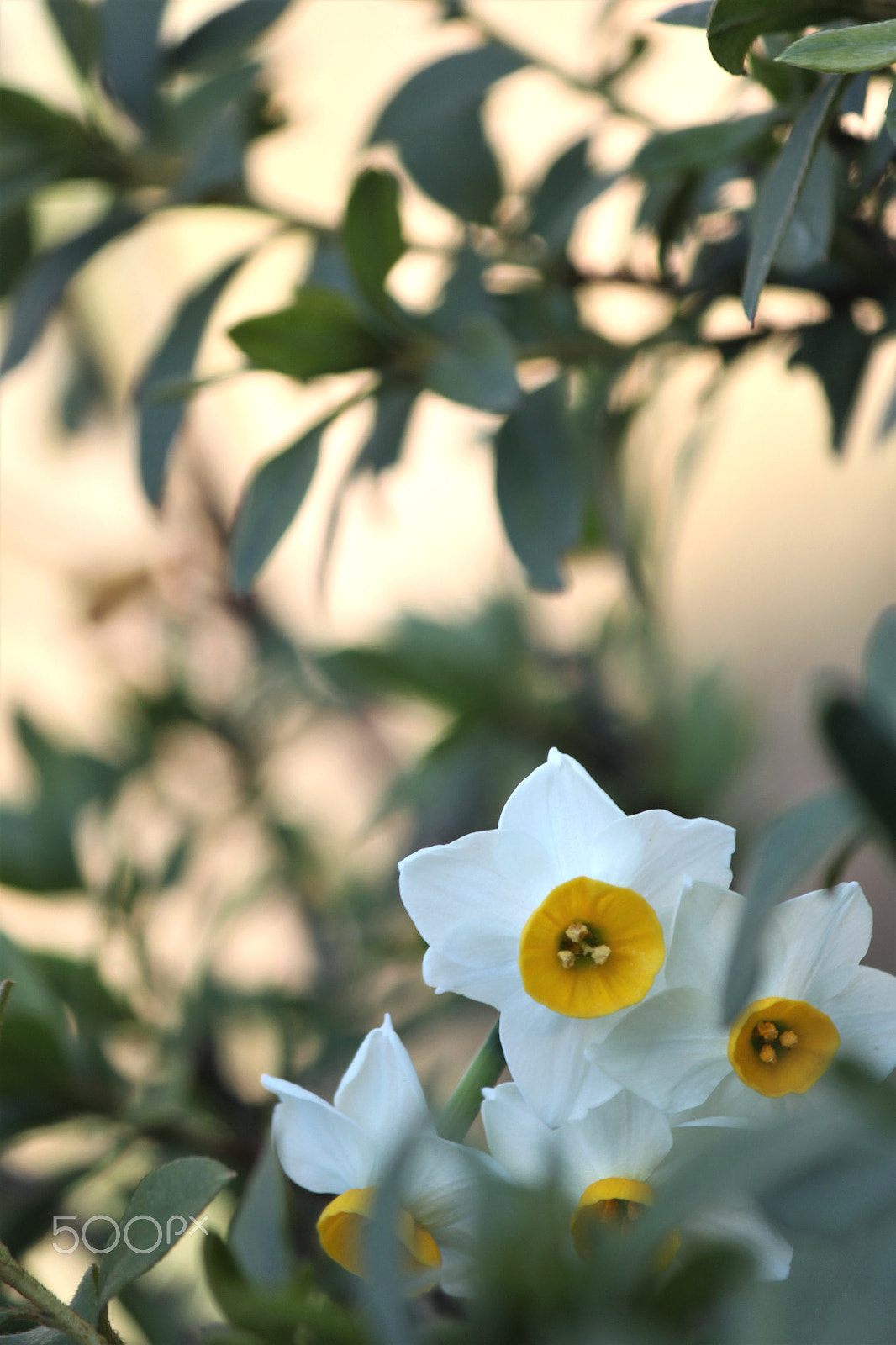 Canon EF-S 55-250mm F4-5.6 IS II sample photo. Hide and seek photography